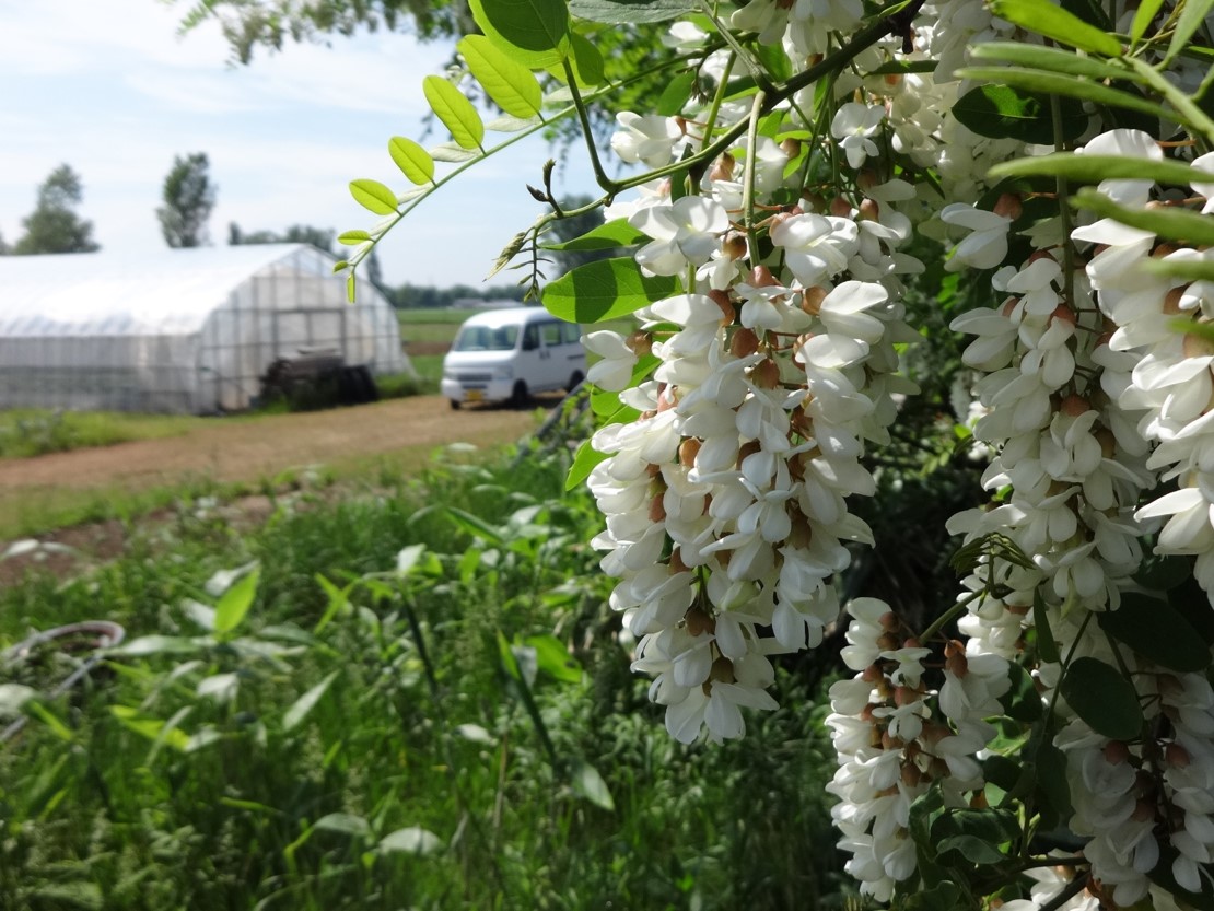 ユウサン・ファーム西端の樹木・ニセアカシアの白い花の写真