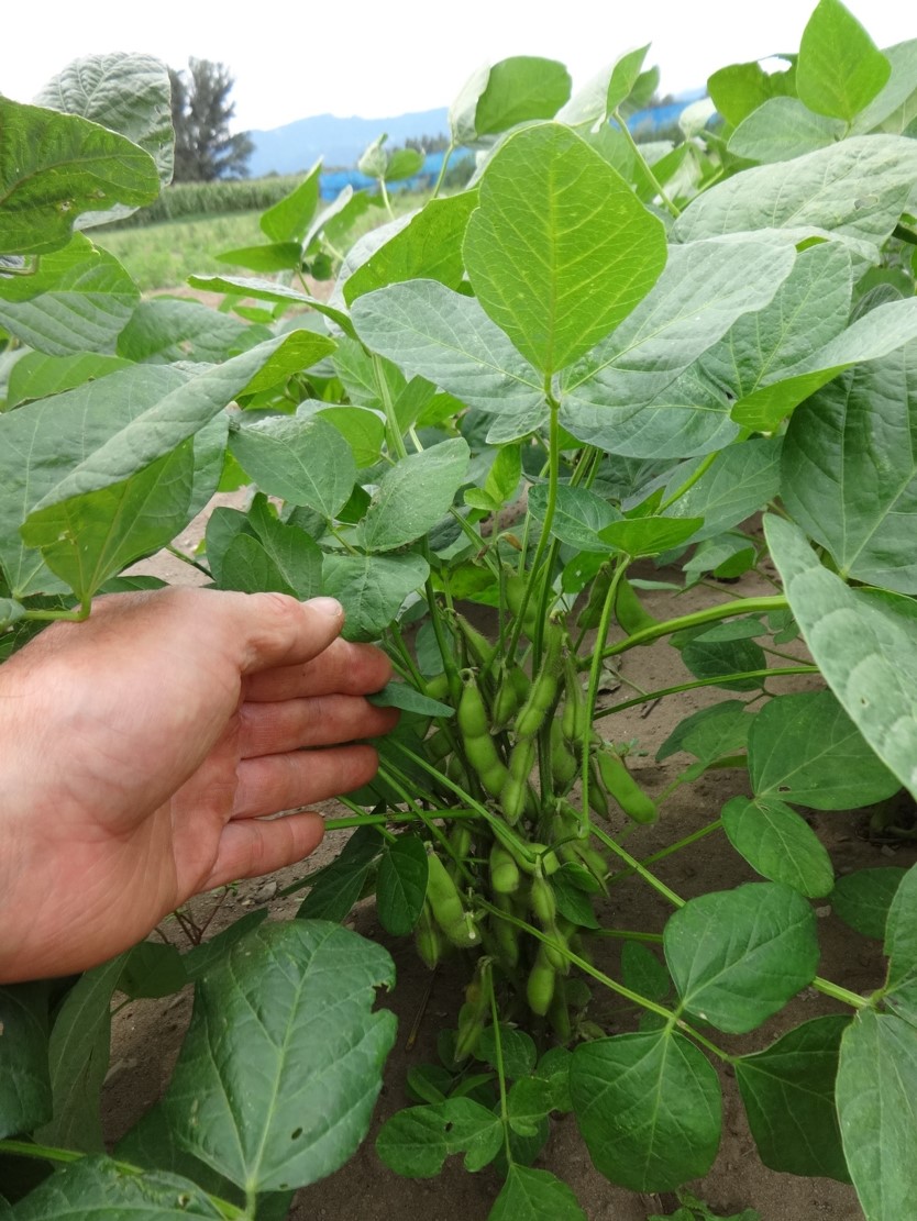 枝豆の収穫の様子
