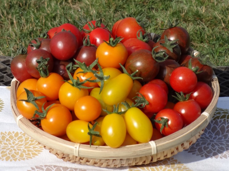 彩りトマトの寄りの写真