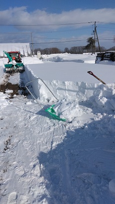 80センチ積もった雪をトラクターで除雪したのち、山わさびの畑の上を手作業でそろりそろりと除雪する写真